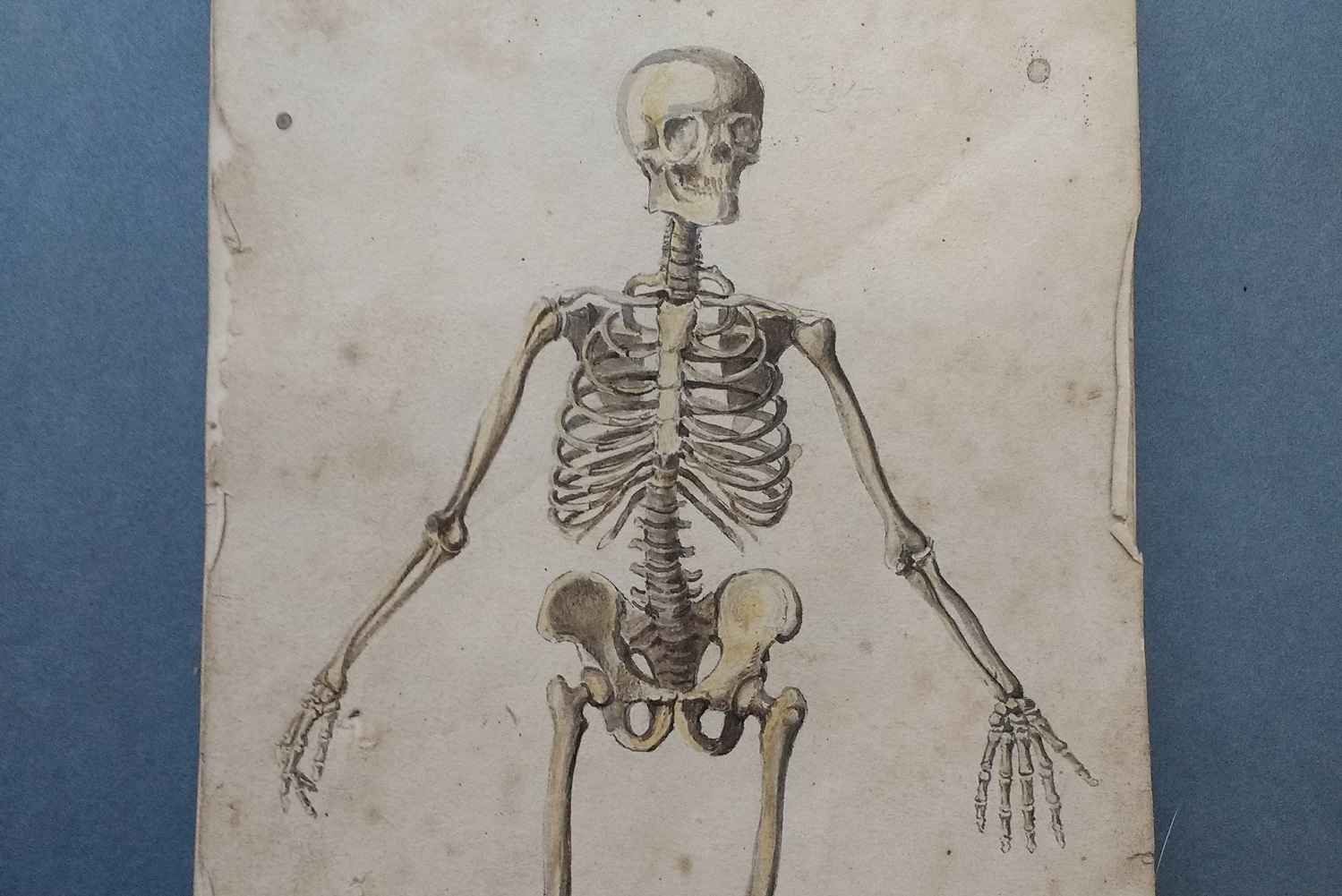 Medical Sketch